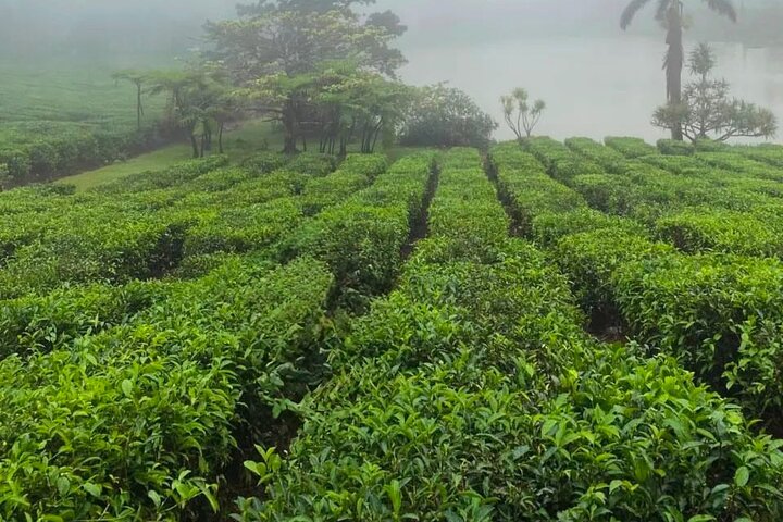 South Mauritius Rhum, Lychee Wine And Tea Tasting Tour