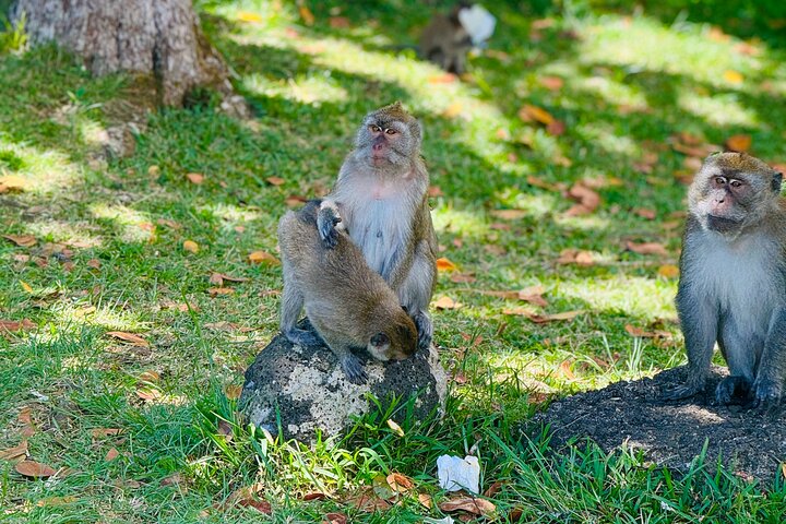 South Mauritius Rhum, Lychee Wine And Tea Tasting Tour
