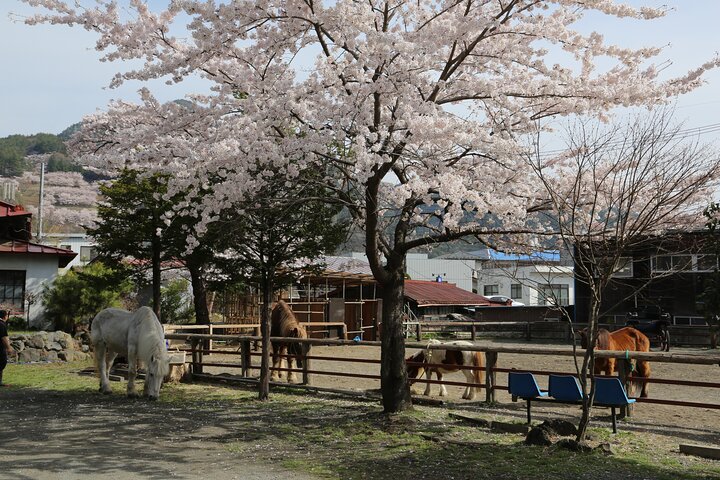 Horseback Archery Experience with Mt. Fuji Views