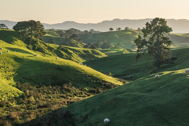 2 Day Hobbiton Waitomo Caves Raglan Private Tour from Hamilton