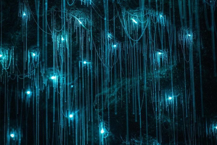 From Hamilton Hobbiton Waitomo Glowworm Caves 1 Day Private Tour