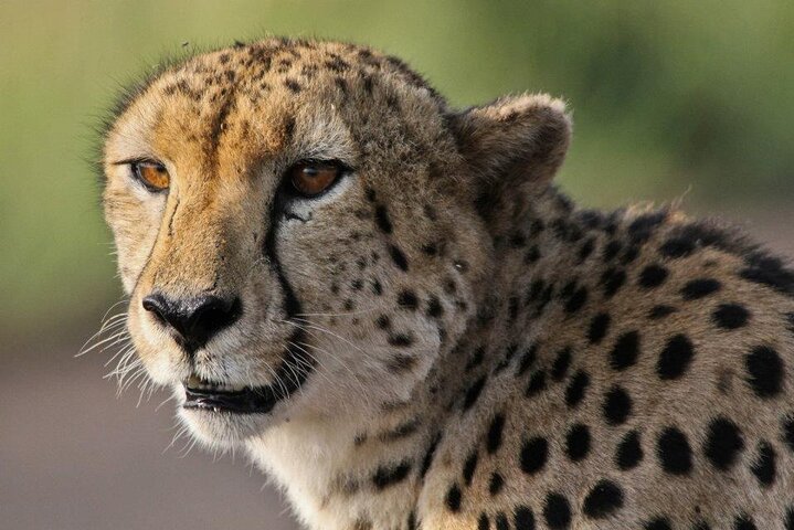 Kruger National Park - Morning or Afternoon Safari