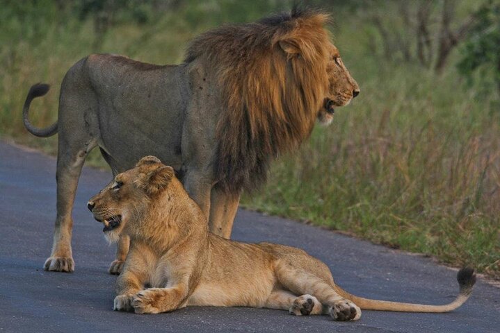 Kruger National Park - Full Day Safari