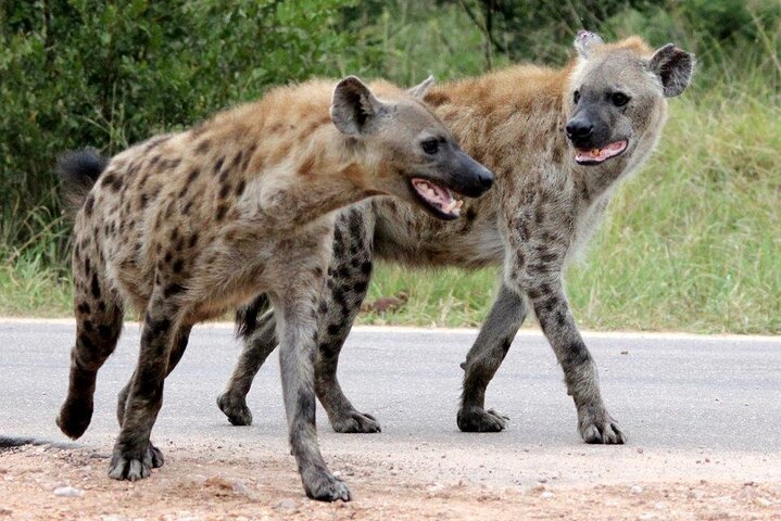 Kruger National Park - Full Day Safari