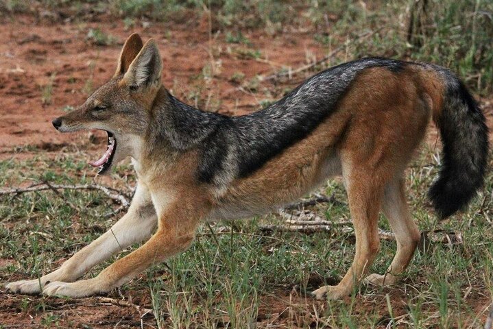 Kruger National Park - Full Day Safari