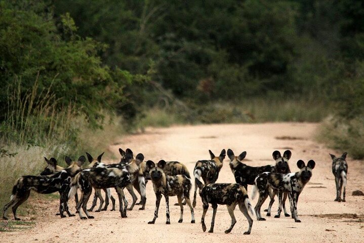 Kruger National Park - Full Day Safari