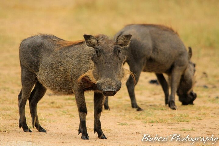 Kruger National Park - Full Day Safari