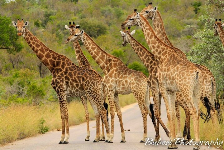 Kruger National Park - Full Day Safari