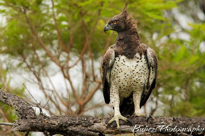 Kruger National Park - Full Day Safari