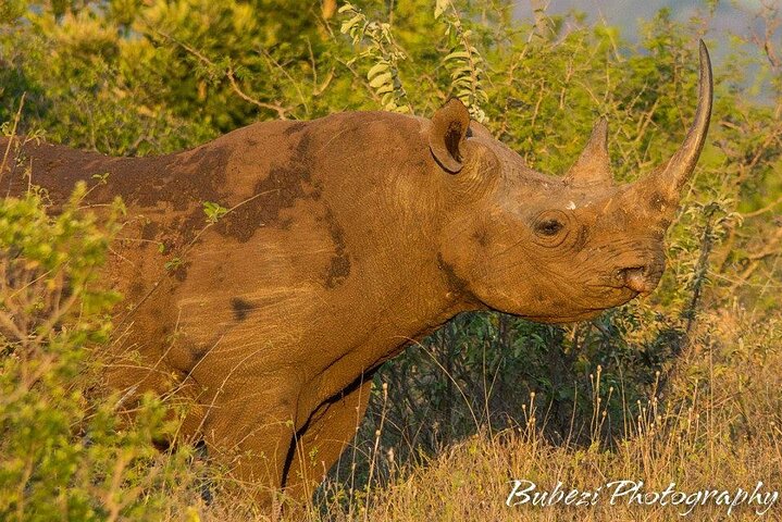 Kruger National Park - Full Day Safari