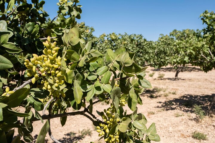Insightful Pistachio Orchard and Factory Tour