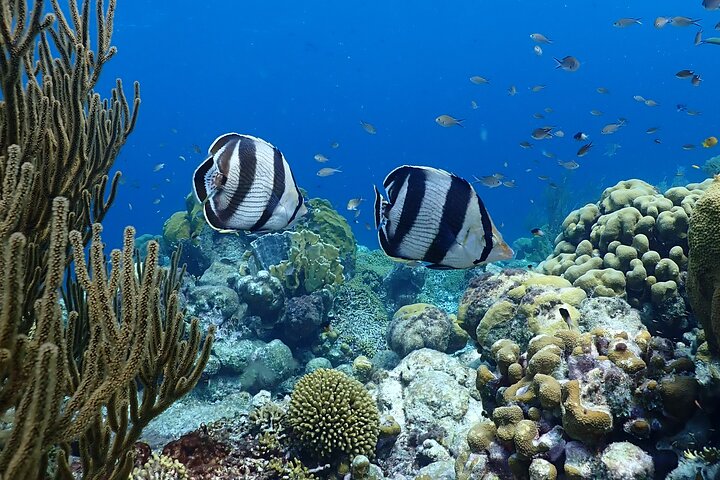 Private Snorkel Tour with Captain & Guide Bonaire Marine Park 4hr