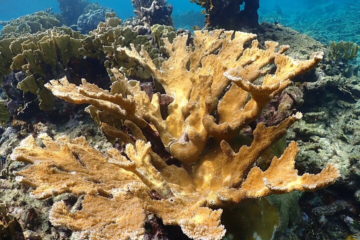 Private Snorkel Tour with Captain & Guide Bonaire Marine Park 4hr