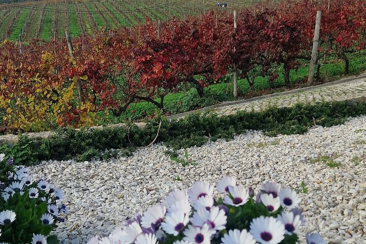 Lisbon Region Wine Tour: Mafra & Ericeira + Hotel Pick-Up
