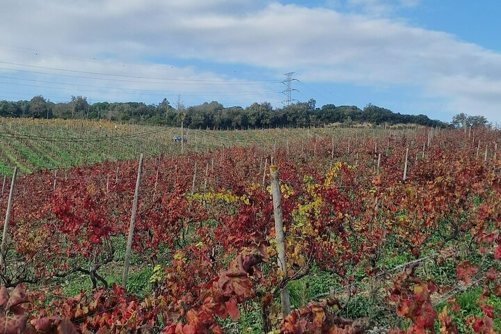 Lisbon Region Wine Tour: Mafra & Ericeira + Hotel Pick-Up