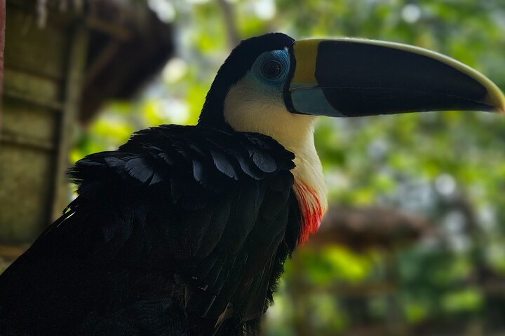 4 Days All Inclusive Jungle Tour from Iquitos at Maniti Eco Lodge