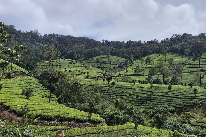 5 Nights Private Tour Cochin/Munnar/Thekkady/Houseboat/Cochin