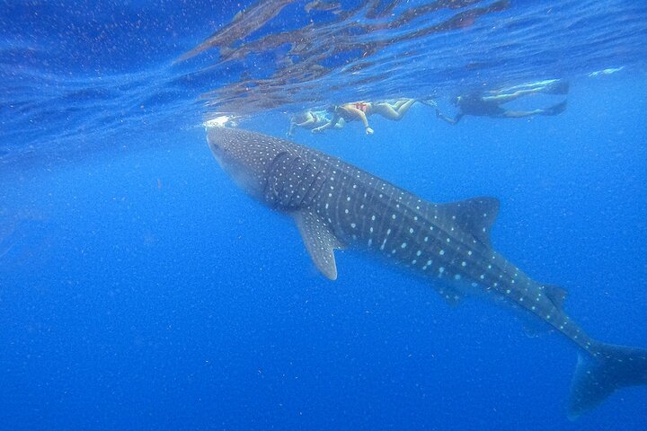 Whale Shark and Snorkeling Adventure from Isla Holbox