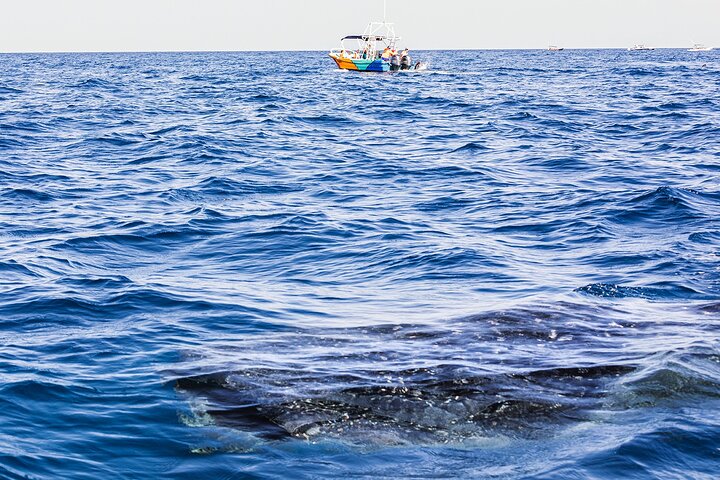 Swim with whale sharks on a private tour