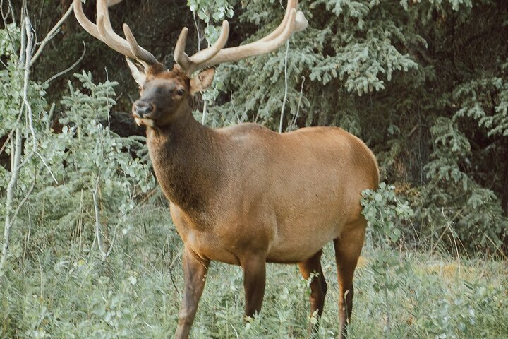 KLUANE NATIONAL PARK - Day-Trip from Whitehorse