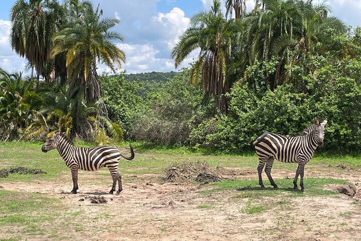 One Day Akagera Wildlife Safari