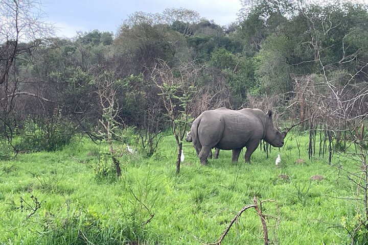 One Day Akagera Wildlife Safari
