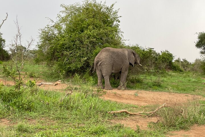 One Day Akagera Wildlife Safari