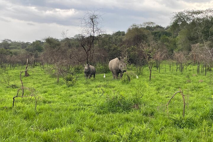 One Day Akagera Wildlife Safari