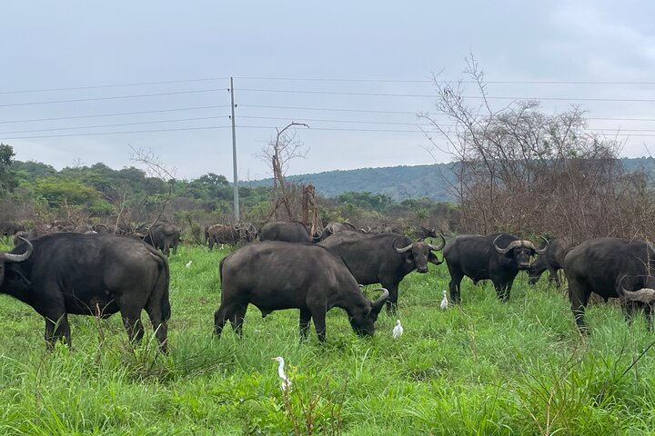 One Day Akagera Wildlife Safari