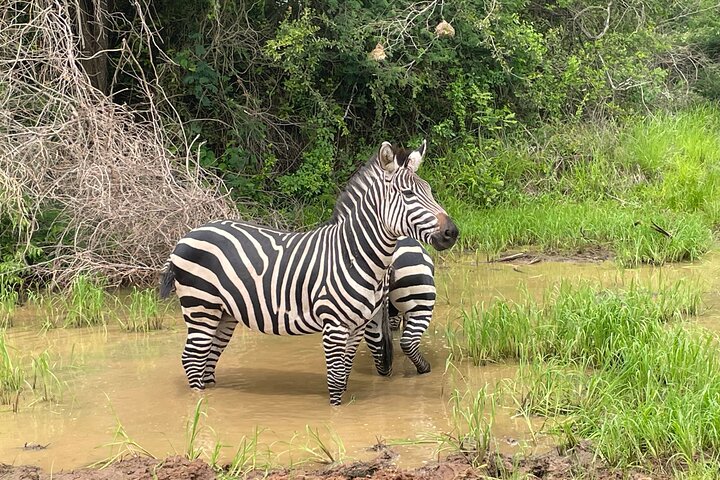 One Day Akagera Wildlife Safari