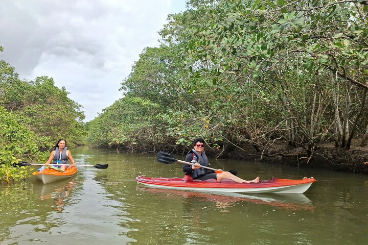 Kayaking to the mangroves & Capivaras