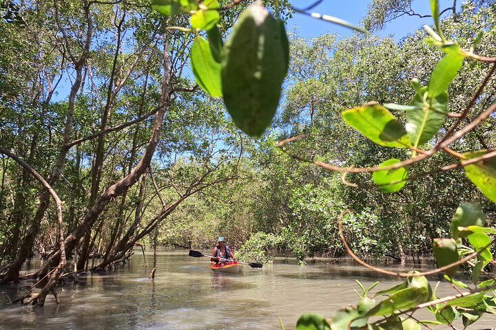 Kayaking to the mangroves & Capivaras