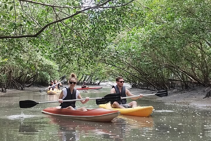 Kayaking Mangroves Natural reserve.