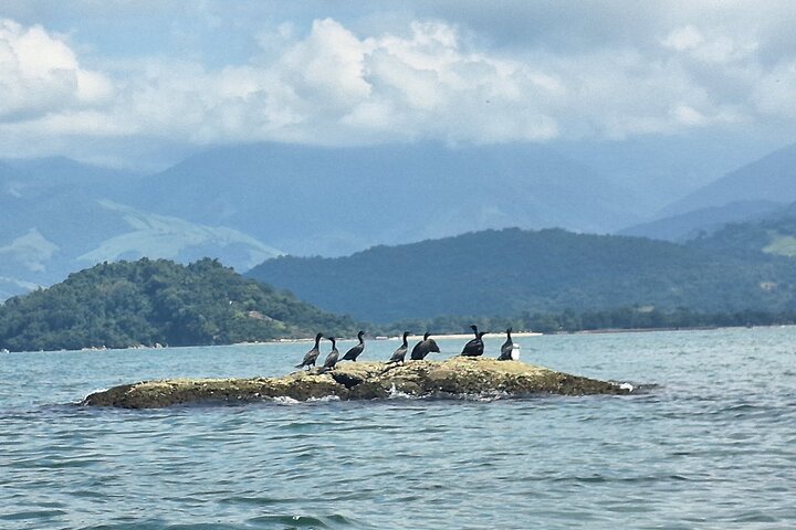 Kayaking to the mangroves & Capivaras