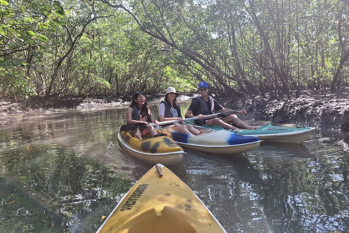 Kayaking Mangroves Natural reserve.