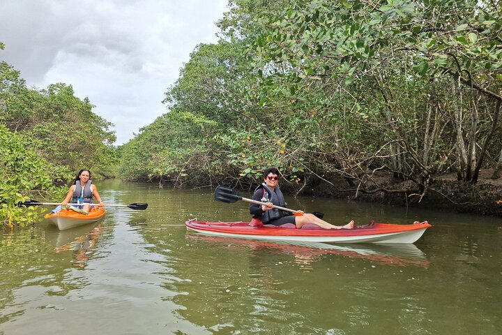 Kayaking Mangroves Natural reserve.