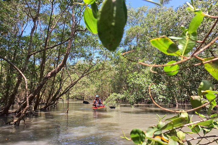 Kayaking Mangroves Natural reserve.