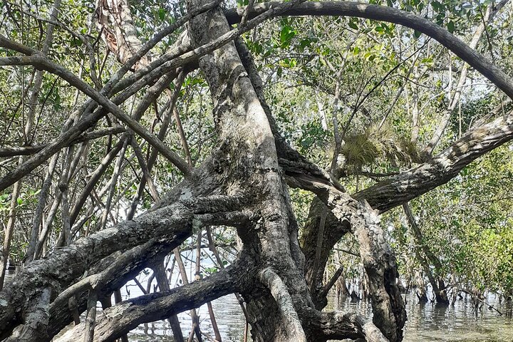 Kayaking Mangroves Natural reserve.