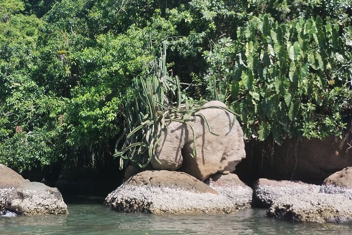 Kayaking Mangroves Natural reserve.