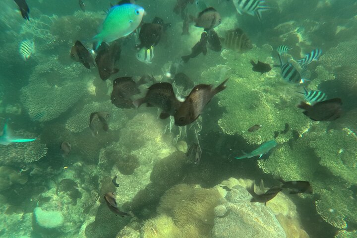 Snorkeling Island Hopping with Cable Car and Lunch