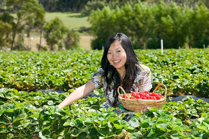 Mornington Peninsula Sightseeing tour with lunch