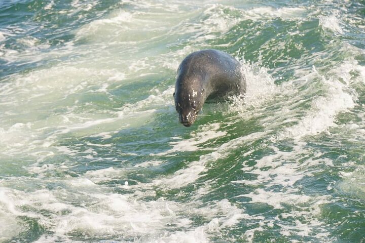 Dolphin and Seal Catamaran Cruise