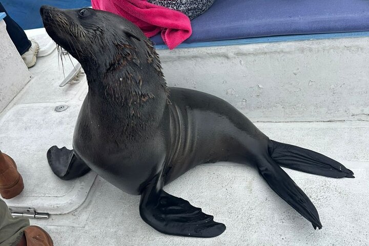Dolphin and Seal Catamaran Cruise