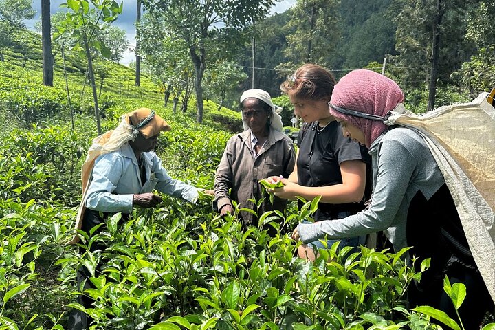 Ella's Ceylon Tea Plantation and Factory Tour