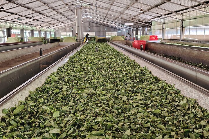 Ella's Ceylon Tea Plantation and Factory Tour