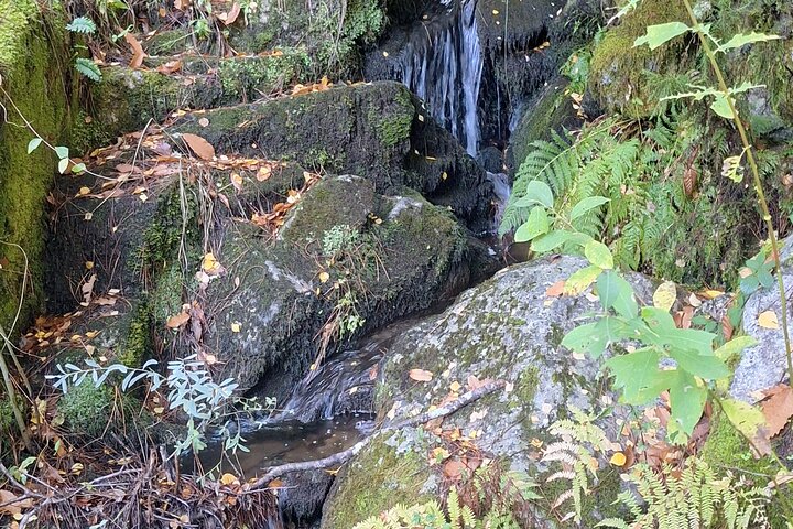 Sierra da Estrela Guided Hiking Tour - Wild Boar Route & Stories