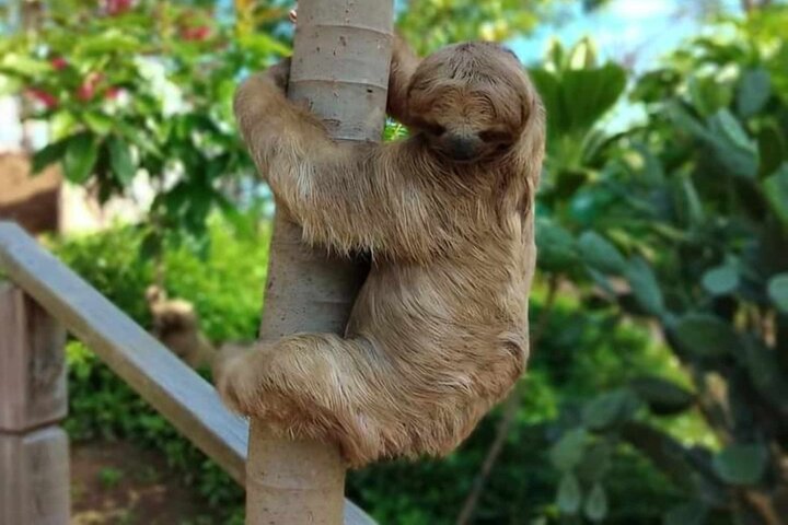 Roatan Zip Line Adventure with Monkey & Sloths Combo