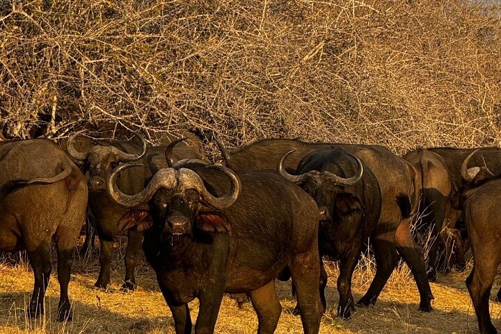 Kilimahewa safari full and real wild