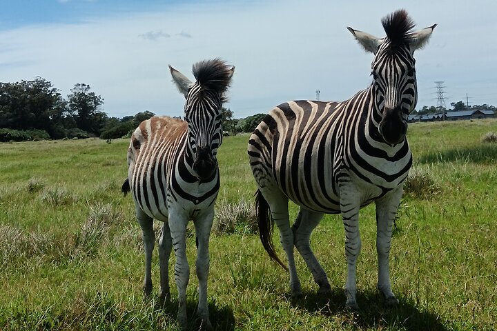 Kragga Kamma Game Park Safari Guided Tour in Port Elizabeth