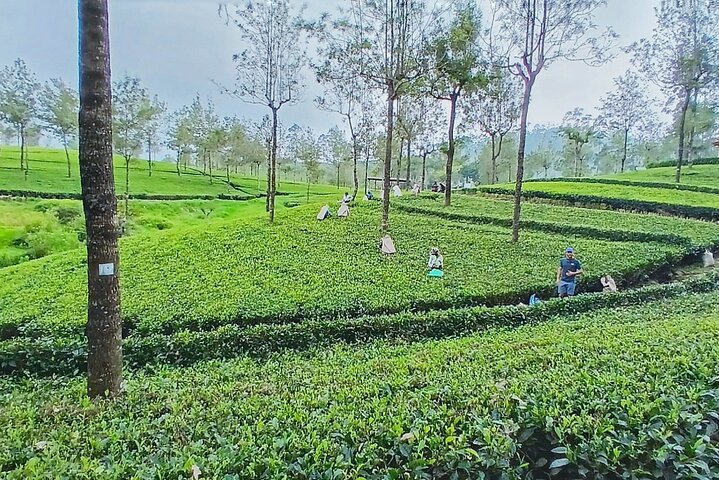 Day trip to ELLA & LIPTON's SEAT with Train Ride [ALL INCLUSIVE]